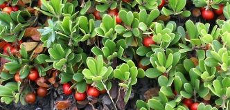 Ayı Üzümü (Arctostaphylos uva-ursi)