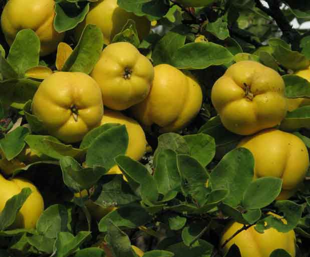 Ayva Meyvesinin Faydaları ve Zararları