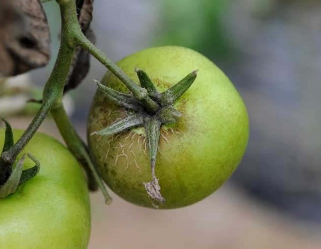 Pas Akarı Nedir? Zararları Ve Mücadele Yöntemleri