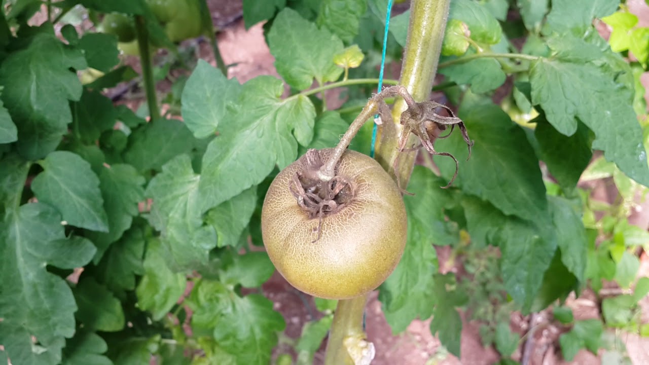 Pas Akarı Nedir? Zararları Ve Mücadele Yöntemleri