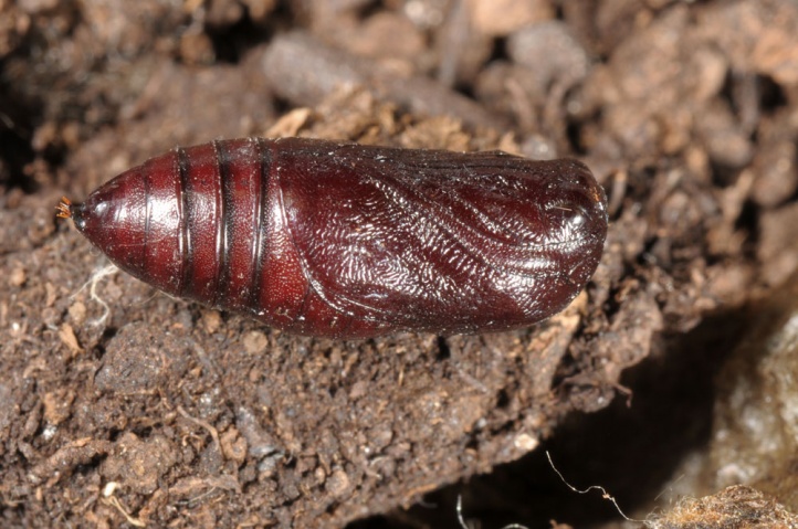 Amerikan Beyaz Kelebeği