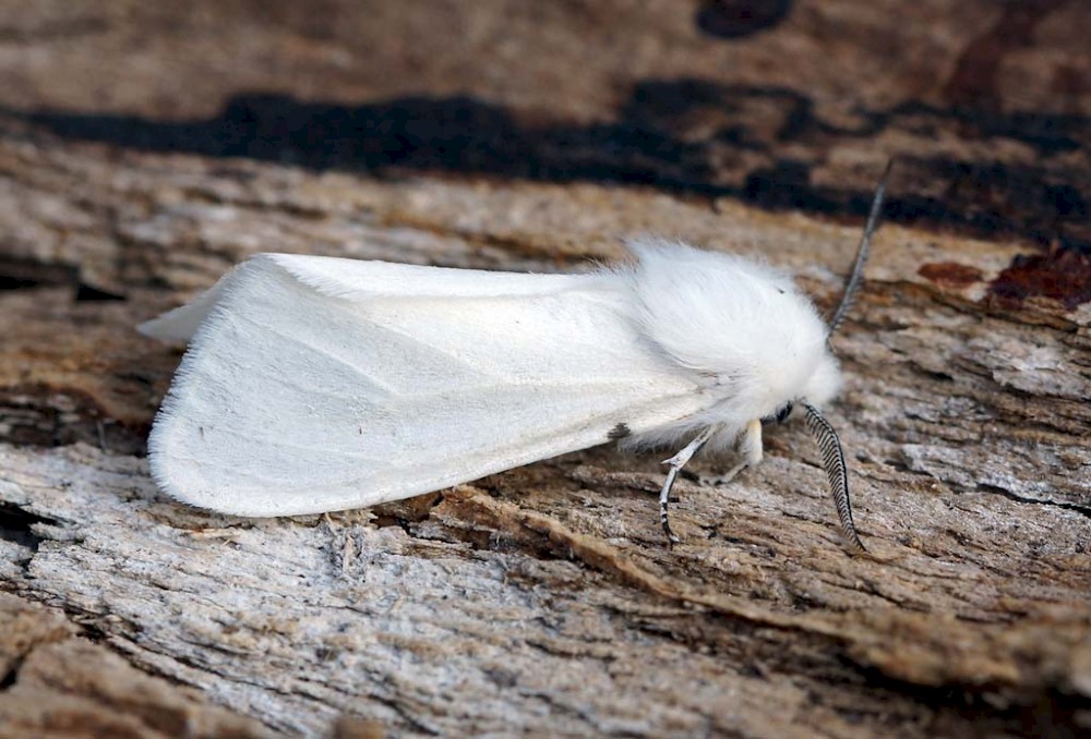 Amerikan Beyaz Kelebeği Ergini