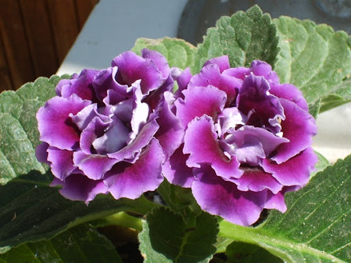 Gloksinya (Sinningia, Bardak Menekşesi) Gloksinya (Sinningia, Bardak Menekşesi)