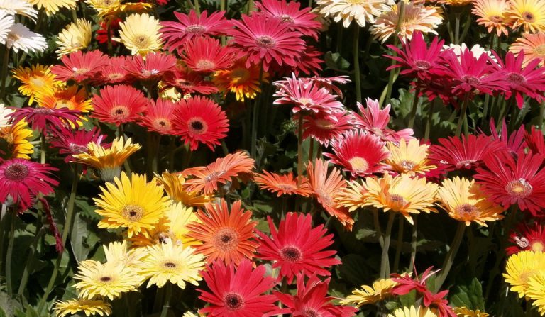 Gerbera Jamesonii (Gerbera Daisy) Çiçeği Gerbere Çiçeği