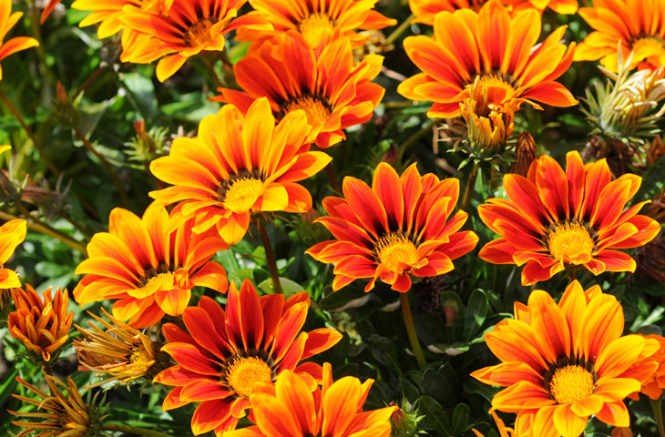 Gazanya (Koyungözü) Çiçeği