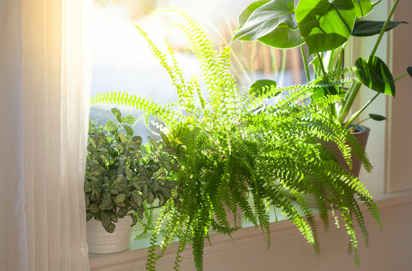 Fujer (Aşk Merdiveni, Salon Eğreltisi)