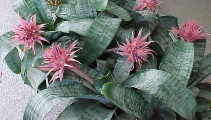 Eşmeya (Kupa Çiçeği)