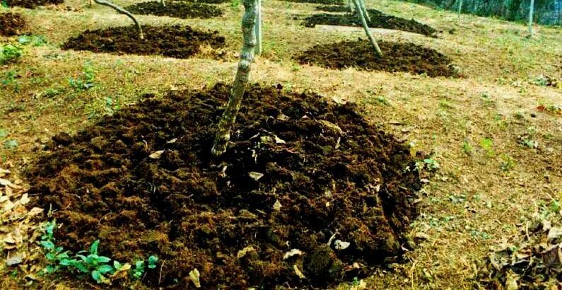 Kayısı Gübreleme Önerileri