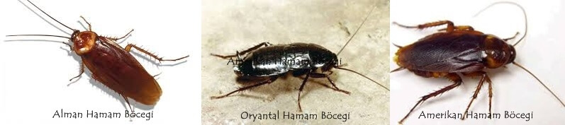 Hamam Böceği İlaçlama Yöntemleri Nelerdir? Hamam Böceği İlaçlama Yöntemleri Nelerdir?