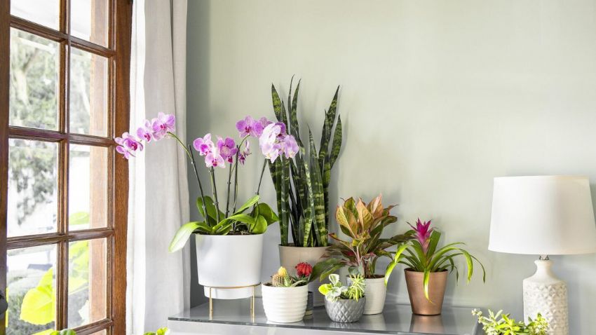 İç Mekan Bitkileriyle Doğal Atmosfer Yaratma