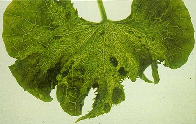 Kabak Sarı Mozaik Virüsü (Zucchini Yellow Mosaic Potyvirus)