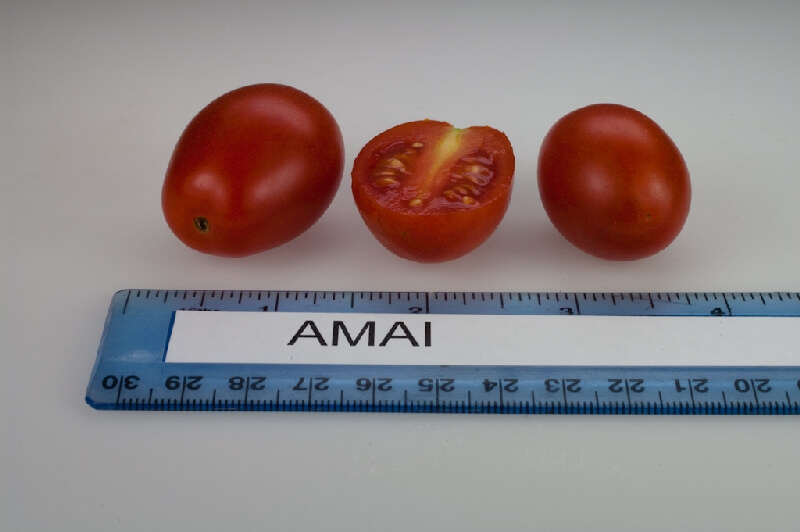 Domates Amai