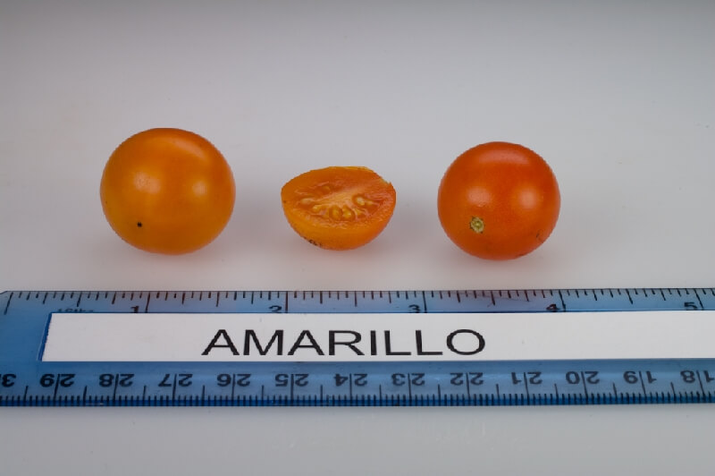 Domates Amarillo