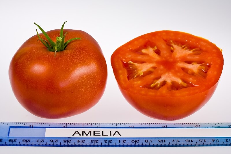 Domates Amelia