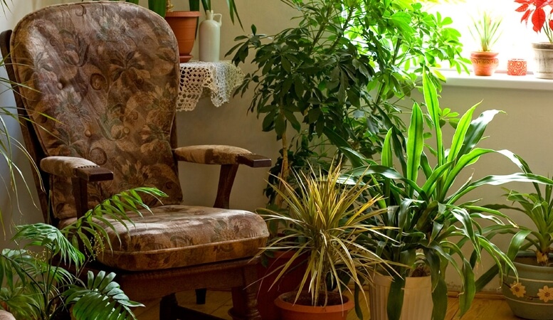 Salon Bitkilerinde Bakım Nasıl Olmalıdır?