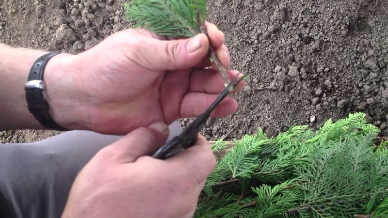 Bitkilerde Üretim Teknikleri Nelerdir? Bitkilerde Üretim Teknikleri Nelerdir?