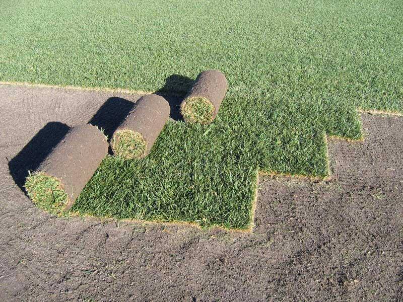 Çim Yetiştiriciliği Nasıl Yapılır? Adım Adım Çim Ekimi Ve Bakımı