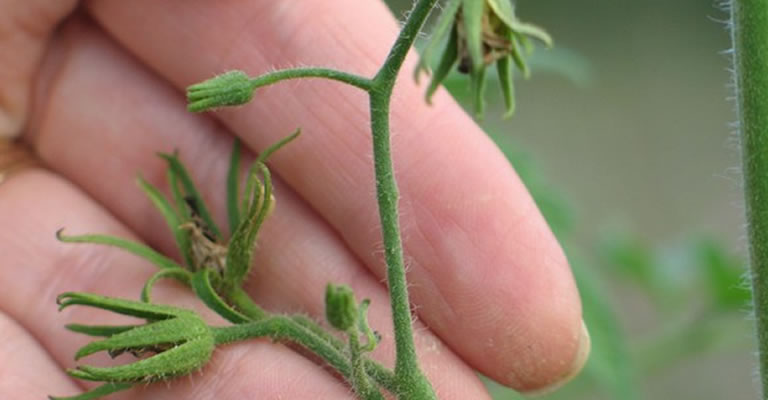 Çiçek Dökülmelerinin Sebepleri Nelerdir?