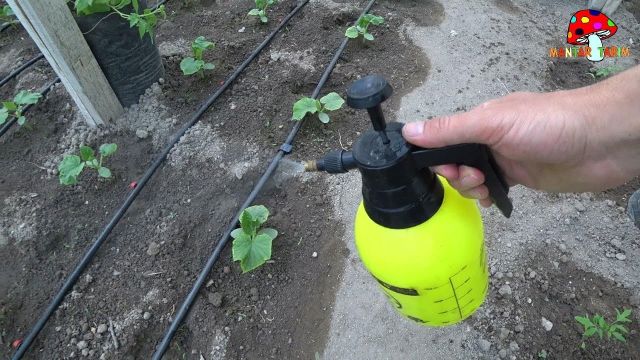 Organik Ev Yapımı Böcek İlaçları Tarifi Organik Ev Yapımı Böcek İlaçları Tarifi