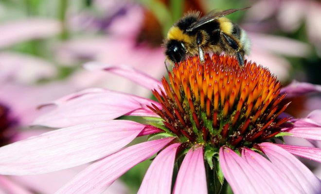Ekinesya Yetiştiriciliği