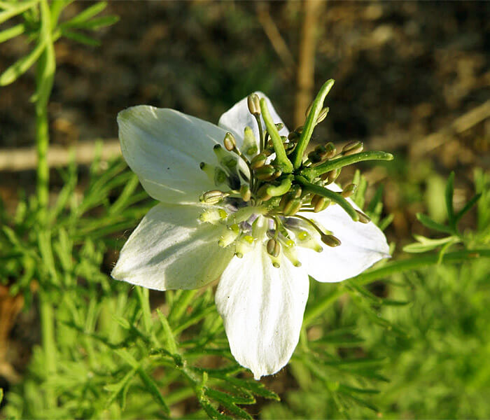 Çörekotu Yetiştiriciliği Nasıl Yapılır? Çörekotu Yetiştiriciliği