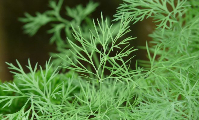 Dereotu Yetiştiriciliği Nasıl Yapılır?