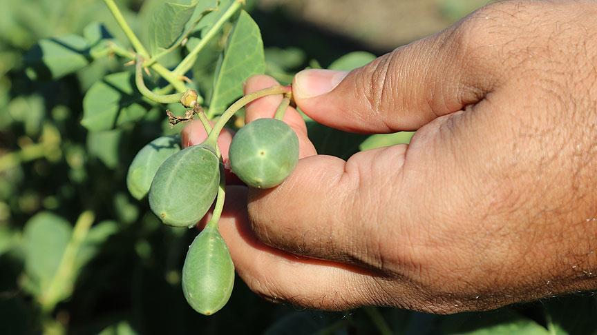Kapari Yetiştiriciliği