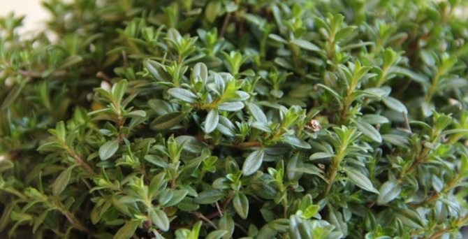 Kekik Yetiştiriciliği