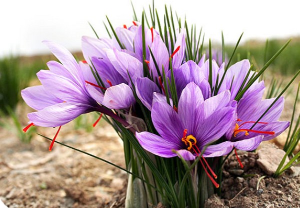 Safran Yetiştiriciliği