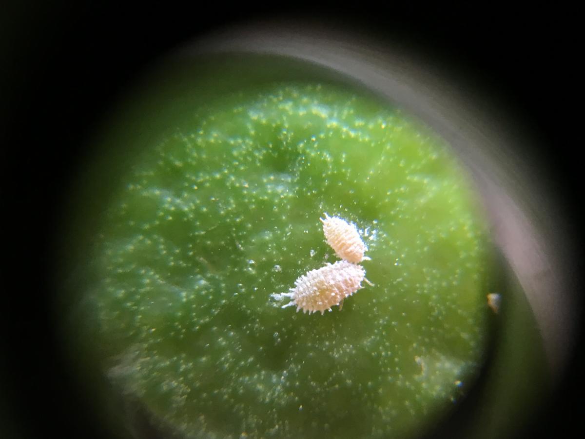 Meyvecilikte Unlu Bit Ve Mücadelesi Nasıl Yapılır?