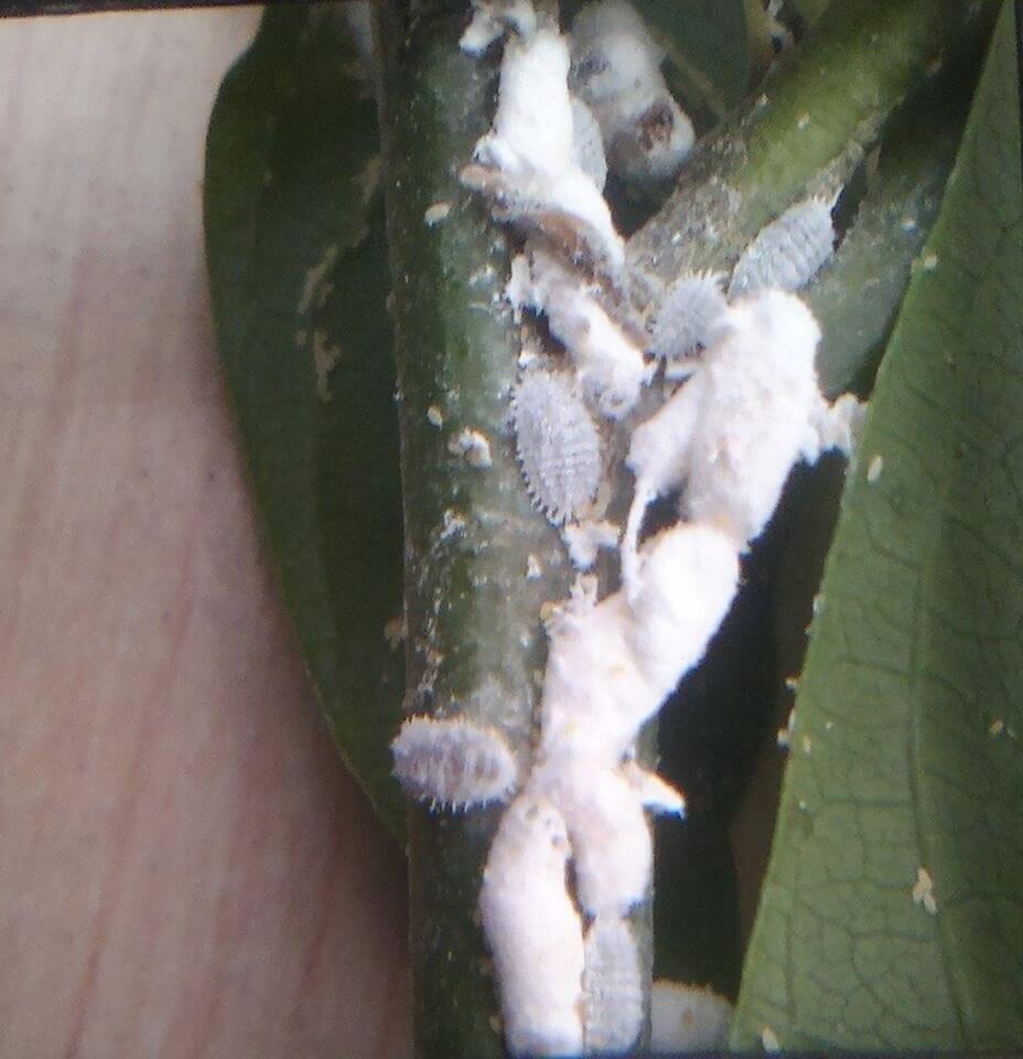 Meyvecilikte Unlu Bit Ve Mücadelesi Nasıl Yapılır?