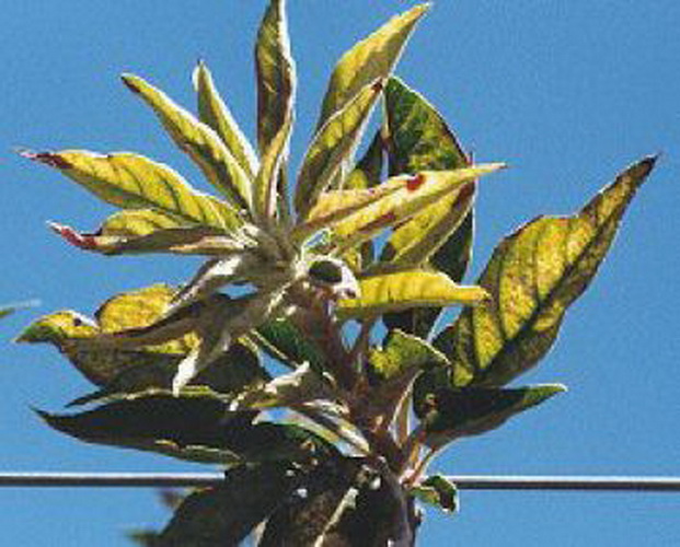 Elma Ağaçlarında Çinko Noksanlığı