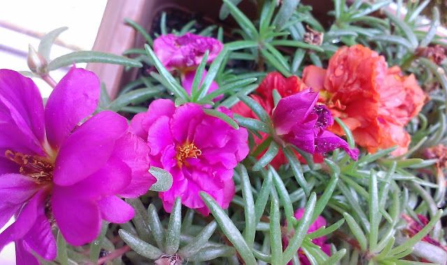 İpek (Kedi Tırnağı) Çiçeği