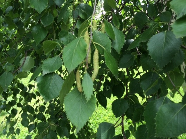 Huş Ağacı Huş Ağacı