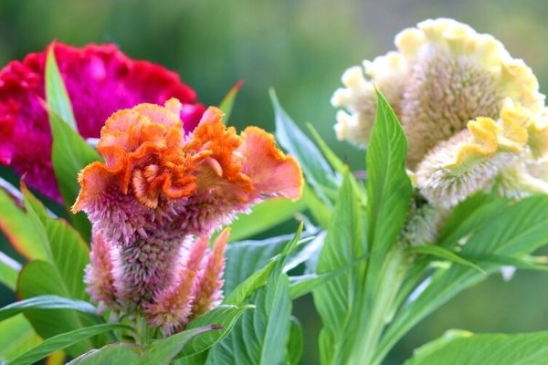 Horozibiği Çiçeği