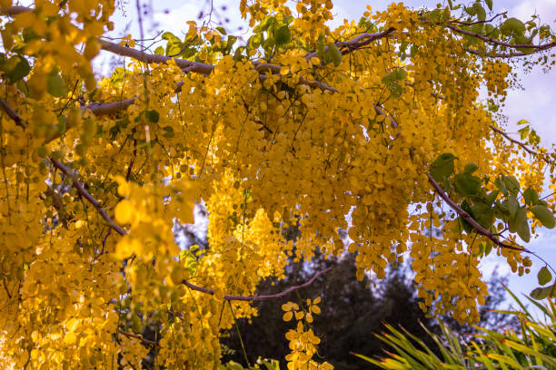 Güvey kandili Ağacı