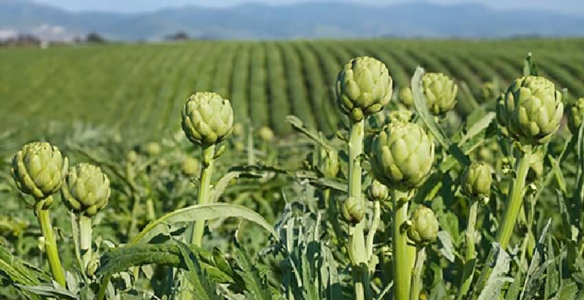 Enginar Yaş Çürüklüğü