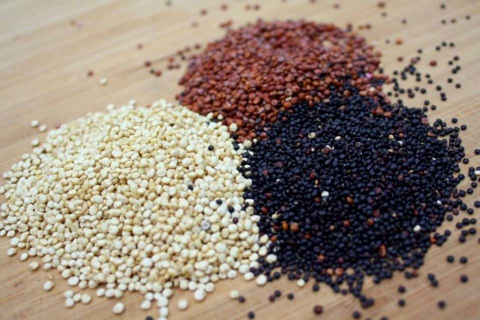 Kinoa (Quinoa) Yetiştiriciliği