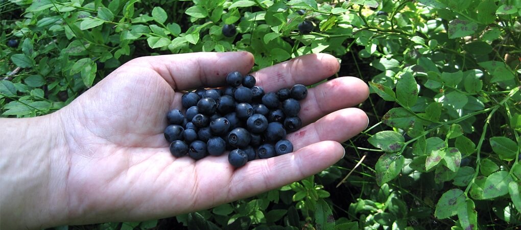 Yaban Mersini Gübreleme Önerileri