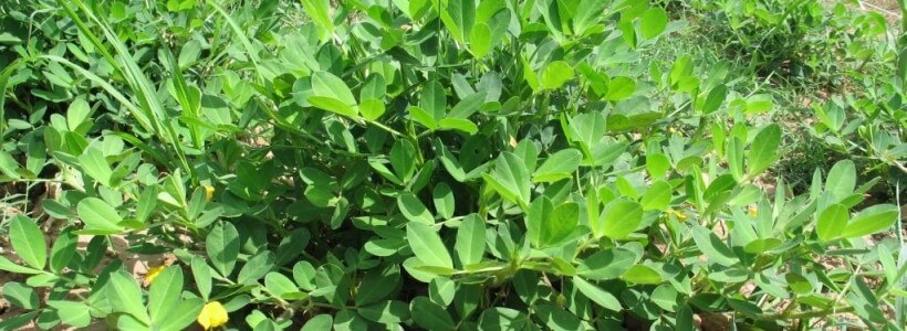 Yerfıstığı Gübrelemesi