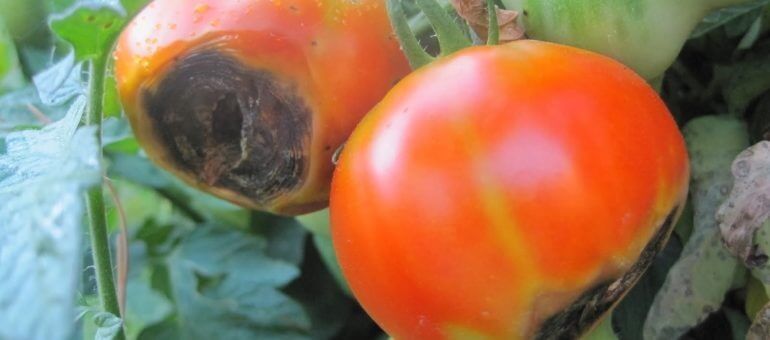 Domateste Çiçek Ucu Çürüklüğü (Kalsiyum Noksanlığı)