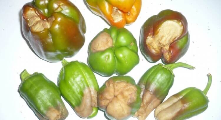 Bitkilerde Kalsiyum Eksikliği