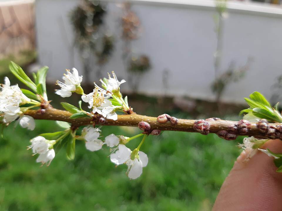 Turunçgil Kabuklu Biti