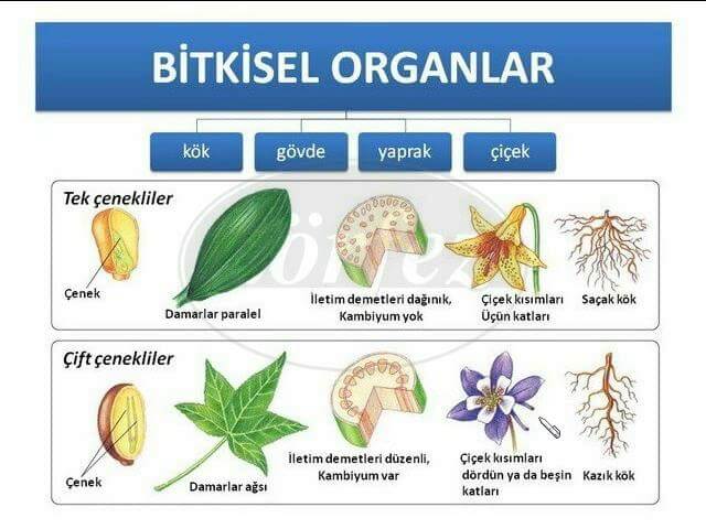 Botanik Ders Notları