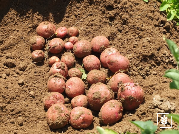 Patates Tohum İlaçlaması Nasıl Ve Neden Yapılır?