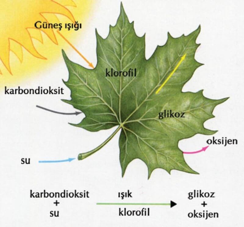 Bitkilerde Fotosentez Olayı Nasıl Gerçekleşir?