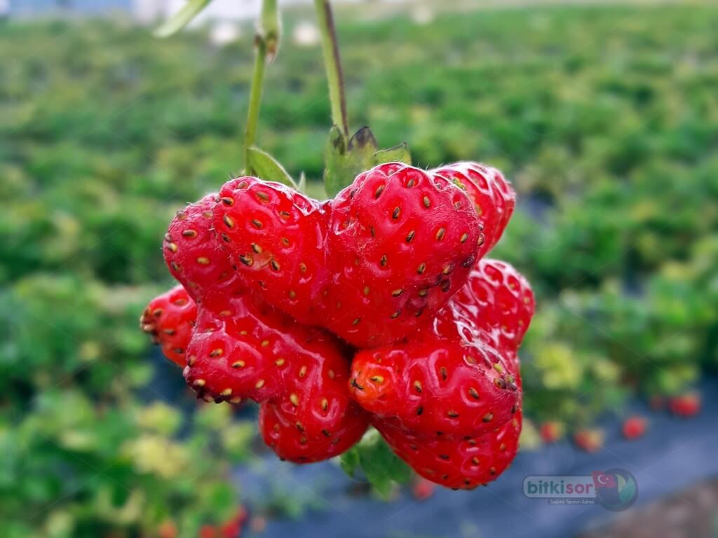 Çilekte Bor Noksanlığı