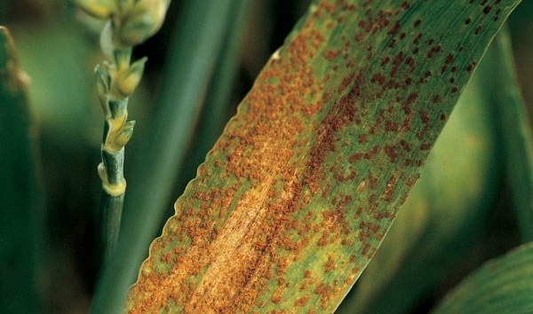 Önemli Tahıl Hastalıkları Belirtileri, Nedenleri Ve Mücadelesi