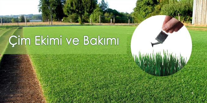 Çim Ekimi Ve Çim Bakımı Nasıl Olmalıdır? Çim Ekimi Ve Çim Bakımı Nasıl Olmalıdır?
