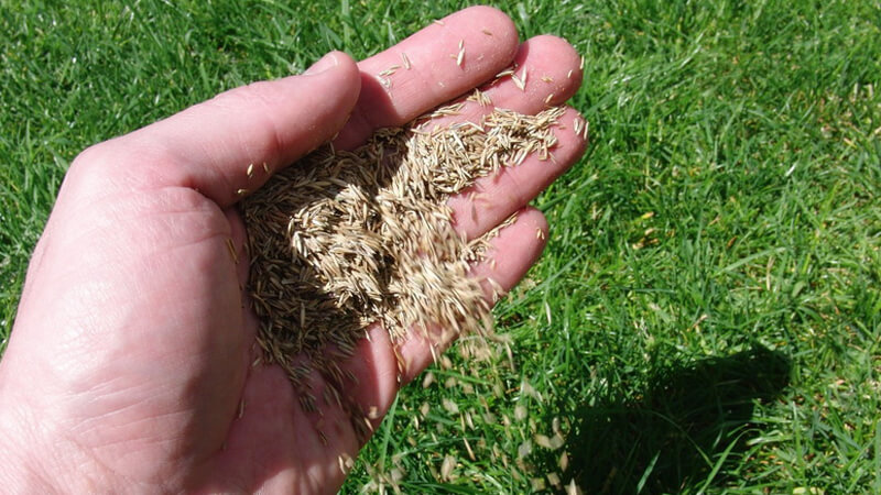 Çim Otu Nedir? Özellikleri, Türleri Ve Kullanım Alanları